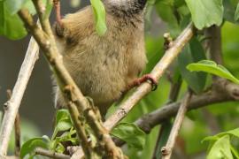 Czepiga rudawa - Colius striatus - Speckled Mousebird