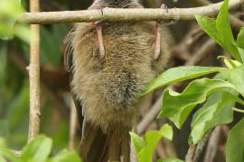 Czepiga rudawa - Colius striatus - Speckled Mousebird