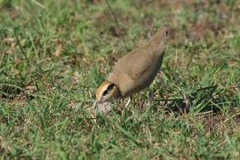 Rączak mały - Cursorius temminckii - Temminck's Courser