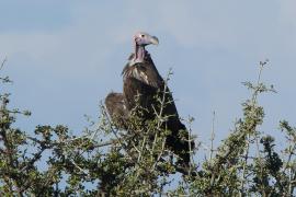 Sęp uszaty - Torgos tracheliotos - Lappet-faced Vulture