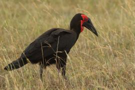 Dzioboróg kafryjski - Bucorvus leadbeateri - Southern Ground Hornbill