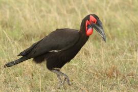 Dzioboróg kafryjski - Bucorvus leadbeateri - Southern Ground Hornbill