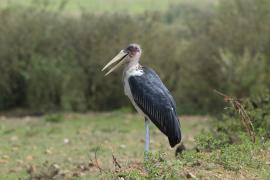 Marabut afrykański - Leptoptilos crumenifer - Marabou