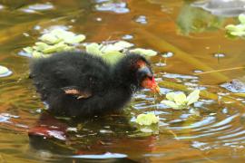 Kokoszka - Gallinula chloropus - Common Moorhen