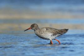 Krwawodziób - Tringa totanus - Common Redshank