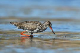 Krwawodziób - Tringa totanus - Common Redshank