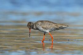 Krwawodziób - Tringa totanus - Common Redshank