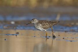 Łęczak - Tringa glareola - Wood Sandpiper