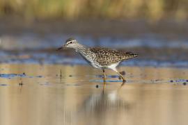 Łęczak - Tringa glareola - Wood Sandpiper