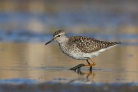 Łęczak - Tringa glareola - Wood Sandpiper