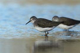 Samotnik - Tringa ochropus - Green Sandpiper