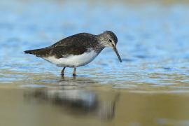 Samotnik - Tringa ochropus - Green Sandpiper