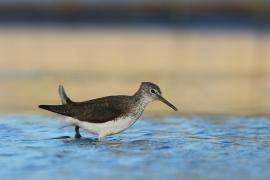 Samotnik - Tringa ochropus - Green Sandpiper