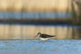 Samotnik - Tringa ochropus - Green Sandpiper
