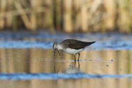 Samotnik - Tringa ochropus - Green Sandpiper