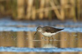 Samotnik - Tringa ochropus - Green Sandpiper