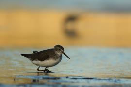 Samotnik - Tringa ochropus - Green Sandpiper