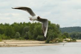 Śmieszka - Chroicocephalus ridibundus - Black-headed Gull