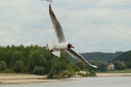 Śmieszka - Chroicocephalus ridibundus - Black-headed Gull