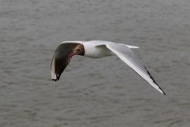 Śmieszka - Chroicocephalus ridibundus - Black-headed Gull