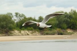 Śmieszka - Chroicocephalus ridibundus - Black-headed Gull