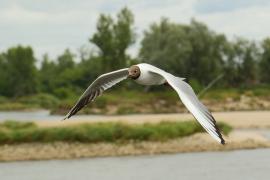 Śmieszka - Chroicocephalus ridibundus - Black-headed Gull