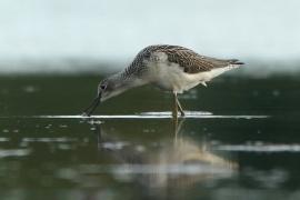 Kwokacz - Tringa nebularia - Common Greenshank