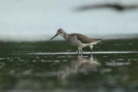 Kwokacz - Tringa nebularia - Common Greenshank