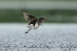 Łęczak - Tringa glareola - Wood Sandpiper