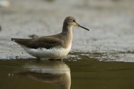 Samotnik - Tringa ochropus - Green Sandpiper
