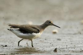Samotnik - Tringa ochropus - Green Sandpiper