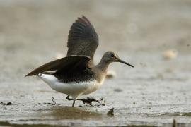 Samotnik - Tringa ochropus - Green Sandpiper