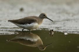 Samotnik - Tringa ochropus - Green Sandpiper