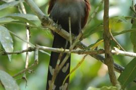 Rudzianka wielka - Piaya cayana - Squirrel Cuckoo