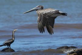 Pelikan brunatny - Pelecanus occidentalis - Brown Pelican