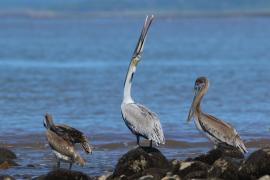 Pelikan brunatny - Pelecanus occidentalis - Brown Pelican