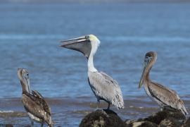 Pelikan brunatny - Pelecanus occidentalis - Brown Pelican