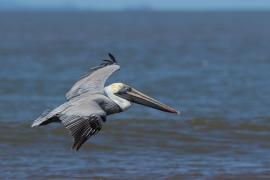 Pelikan brunatny - Pelecanus occidentalis - Brown Pelican