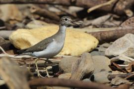 Brodziec plamisty - Actitis macularius - Spotted Sandpiper