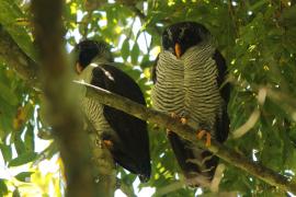 Dżunglarka czarnolica - Ciccaba nigrolineata - Black-and-white Owl
