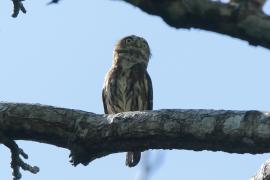 Sóweczka lilipucia - Glaucidium griseiceps - Central American Pygmy Owl