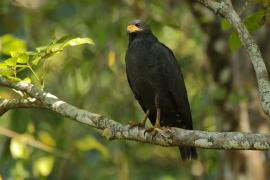 Czarnostrząb leśny - Buteogallus anthracinus - Common Black Hawk