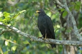 Czarnostrząb leśny - Buteogallus anthracinus - Common Black Hawk