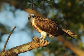 Rybołów - Pandion haliaetus - Osprey