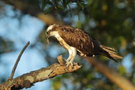 Rybołów - Pandion haliaetus - Osprey