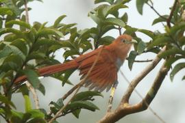 Rudzianka wielka - Piaya cayana - Squirrel Cuckoo