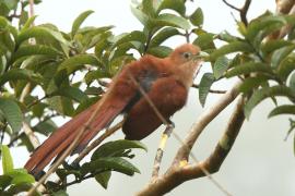 Rudzianka wielka - Piaya cayana - Squirrel Cuckoo