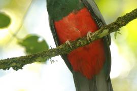 Trogon krasnodzioby - Trogon massena - Slaty-tailed Trogon