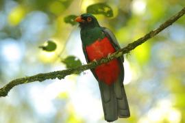 Trogon krasnodzioby - Trogon massena - Slaty-tailed Trogon