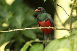 Trogon krasnodzioby - Trogon massena - Slaty-tailed Trogon